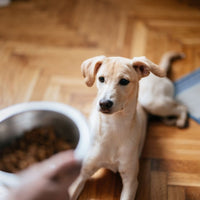 Economic Basic - Adult - Hebbr