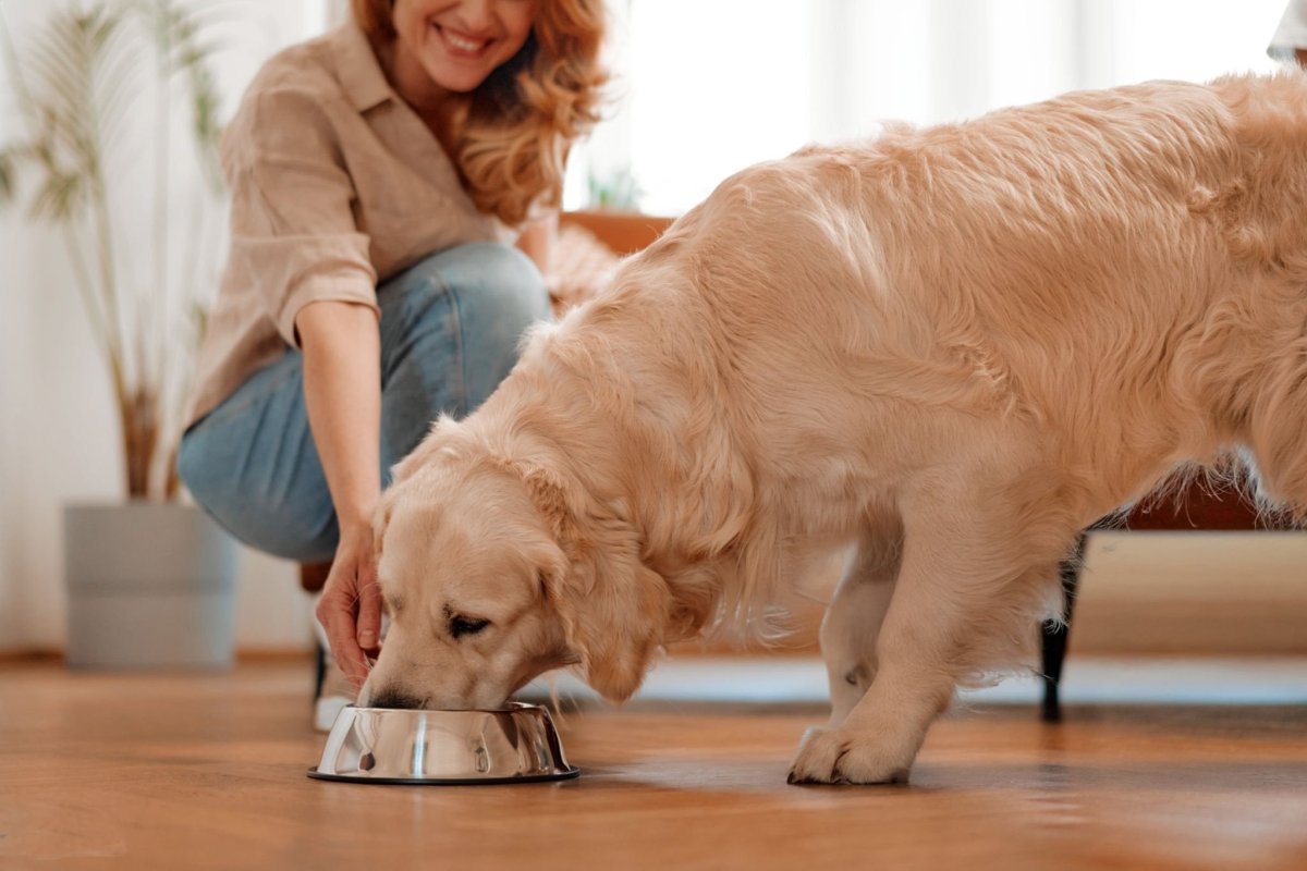 Economic Basic - Adult - Hebbr