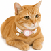 GPS Kattenhalsband - Hebbr