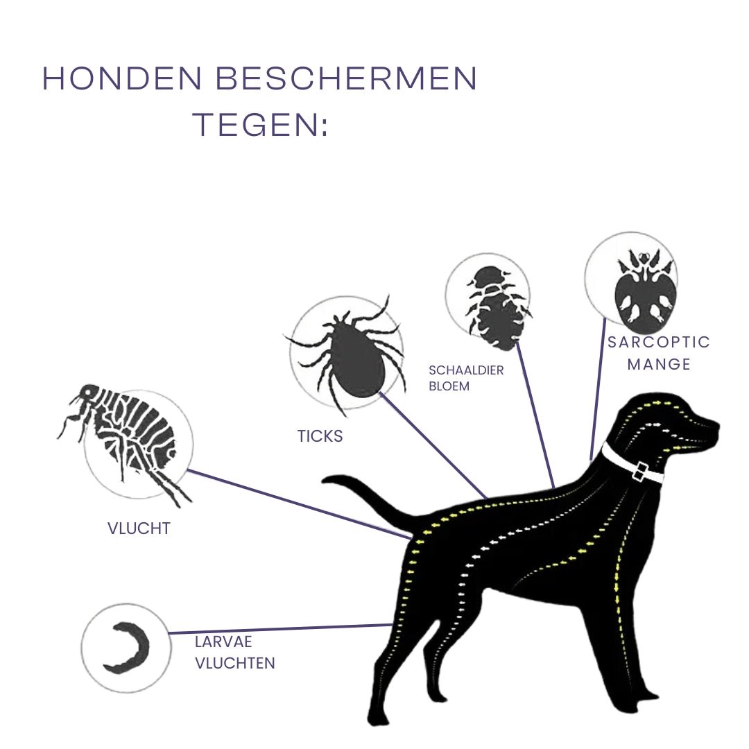 Halsband voor honden en katten 8 maanden – Natuurlijk en veilig Waterbestendig - Hebbr