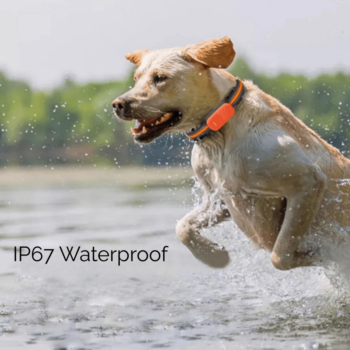 Hond en Kat 4G GPS Tracker – Realtime Locatiebepaling Waterdicht Groen of Oranje - Hebbr