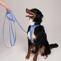 Hond Harnas en Tuigje 5 m – Comfortabel en Veilig voor Wandelen Zwart - Hebbr