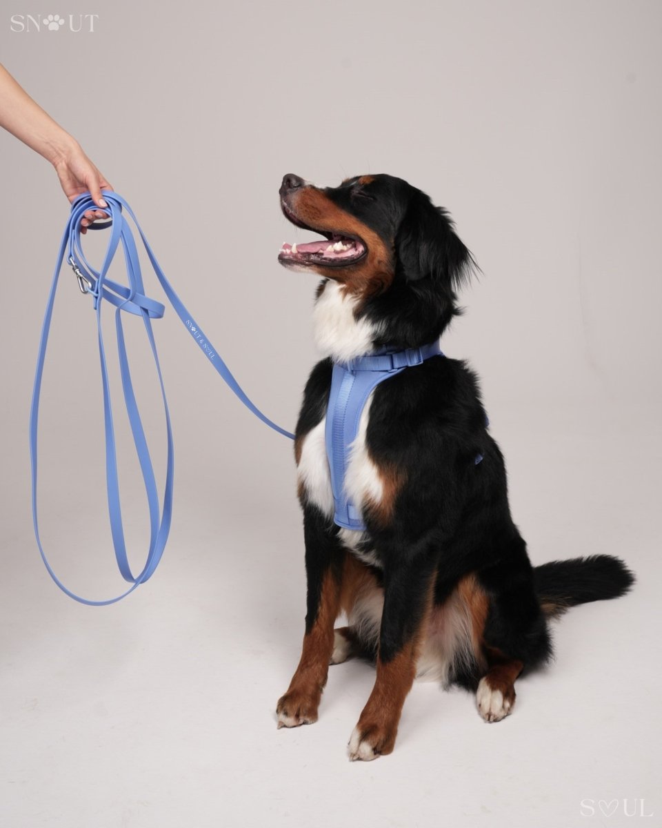 Hond Harnas en Tuigje 5 m – Comfortabel en Veilig voor Wandelen Zwart - Hebbr