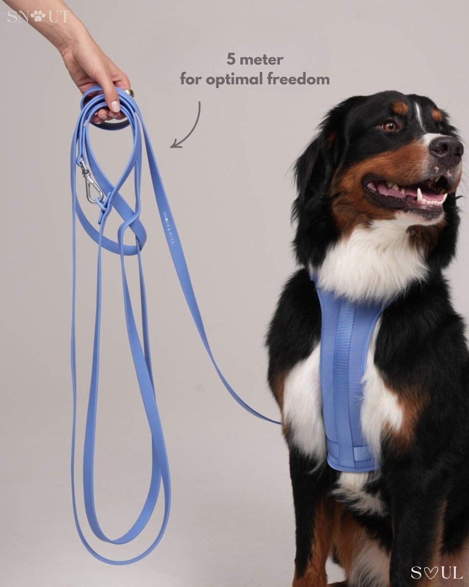 Hond Harnas en Tuigje 5 m – Comfortabel en Veilig voor Wandelen Zwart - Hebbr