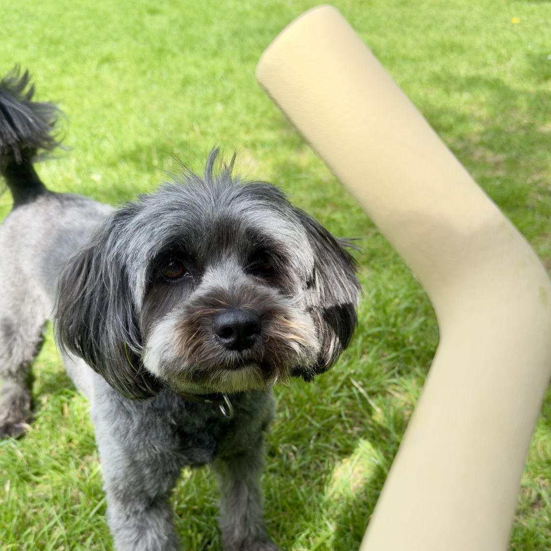 Hond Speeltak 21×3 cm Natuurlijk Rubber – Veilig en Duurzaam Roze - Hebbr