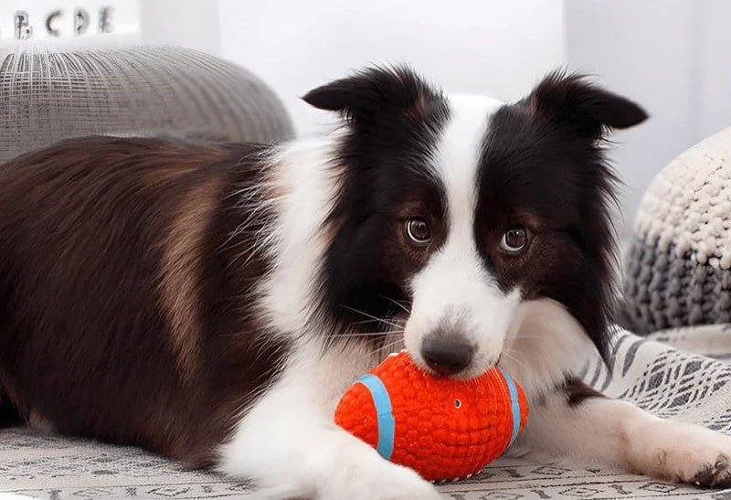 Honden zomerbal - Duurzaam kauwspeelgoed voor actieve honden, zwembaar en gemakkelijk schoon te maken - Hebbr