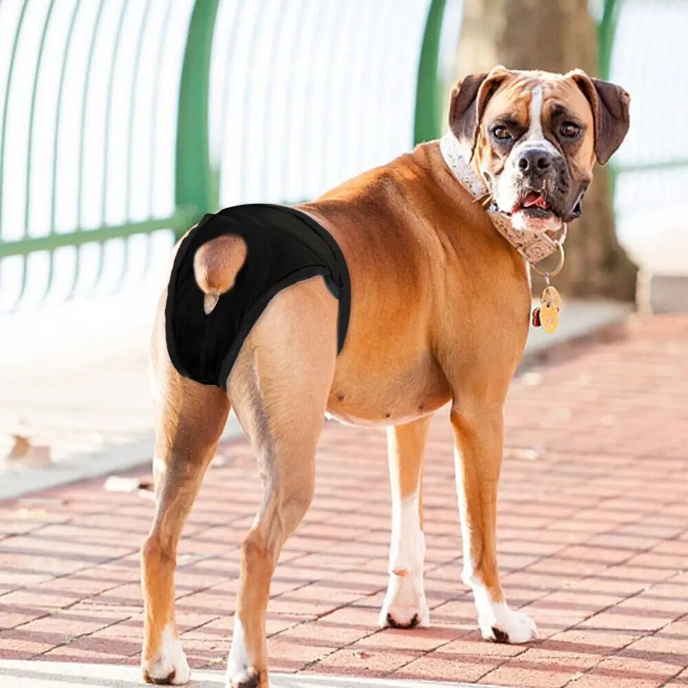 Hondenbroek met Inlegluier XS t/m 2XL Katoen – Verstelbaar en Ademend Zwart - Hebbr