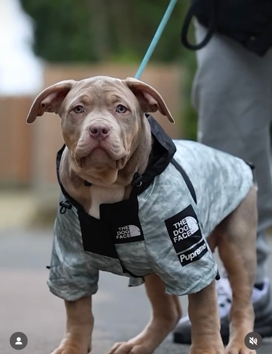 Hondengezichtsjack M Grijs – Waterdicht Windbreaker voor Huisdieren - Hebbr