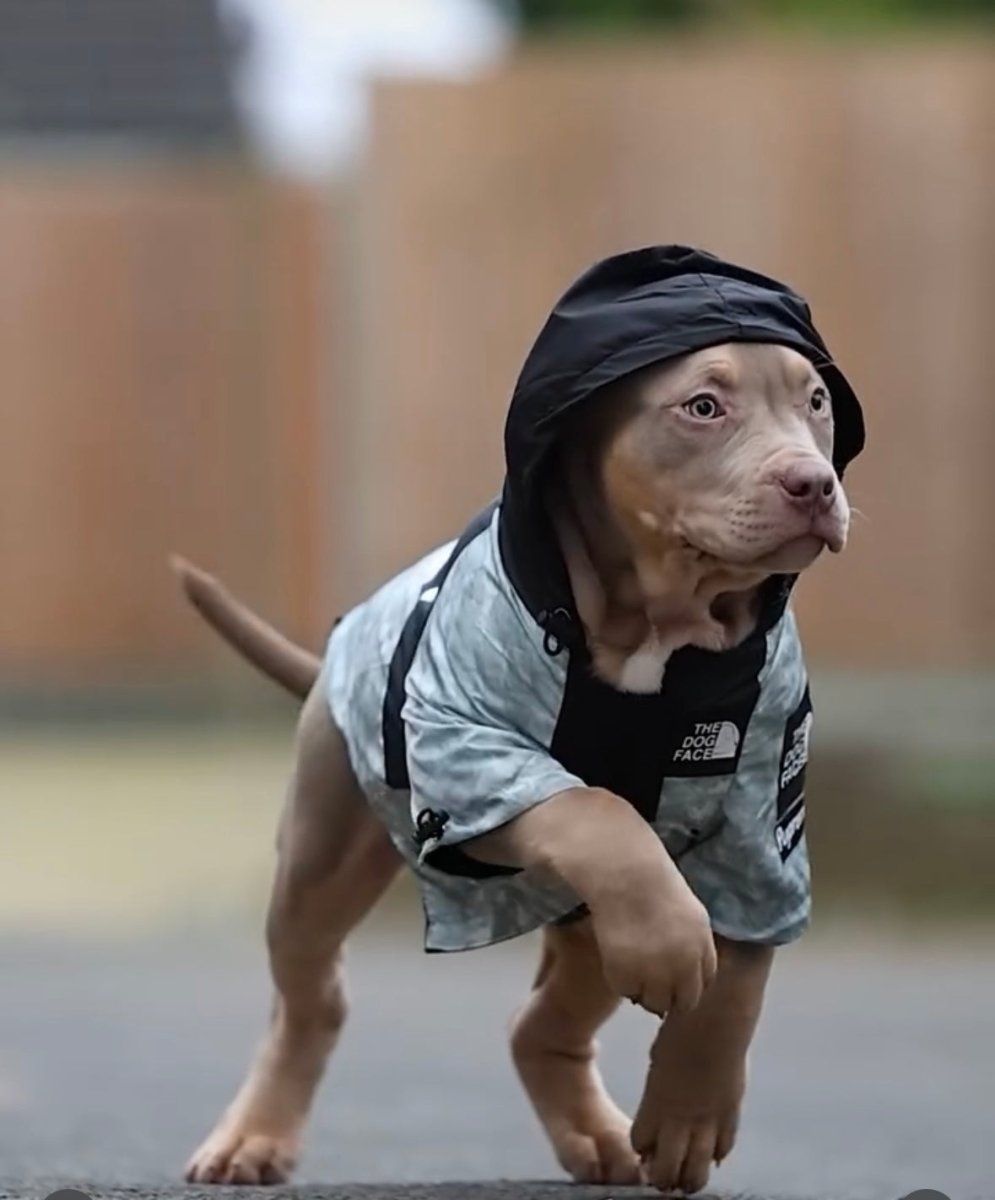 Hondengezichtsjack M Grijs – Waterdicht Windbreaker voor Huisdieren - Hebbr