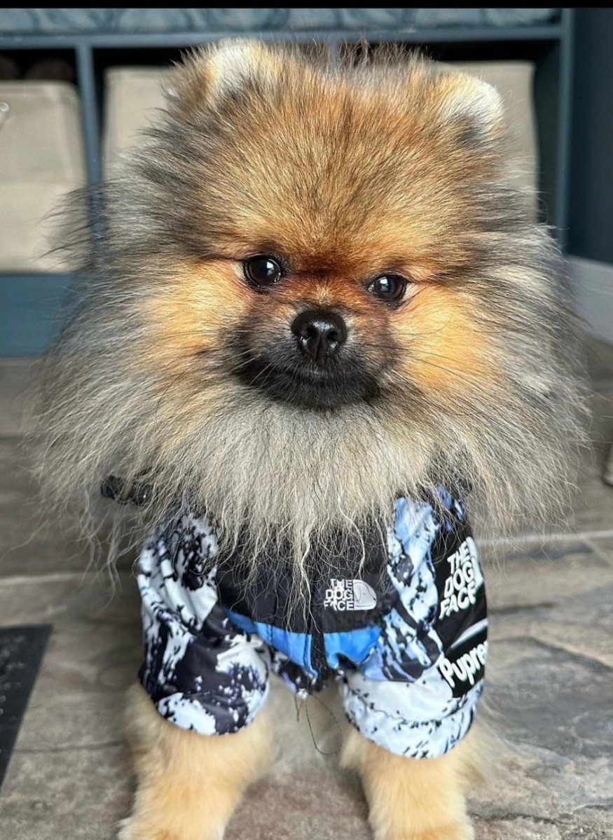 Hondenjas Zwart – Waterdichte Regenjas voor Honden met Harnasgat - Hebbr