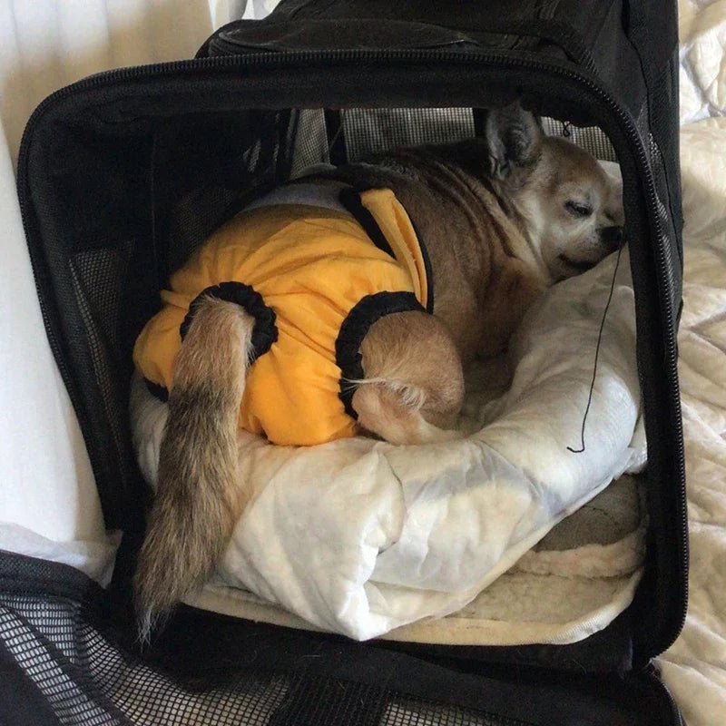 Hondenluier Wasbaar XS t/m XL Katoenmix – Comfortabel en Ademend Grijs - Hebbr