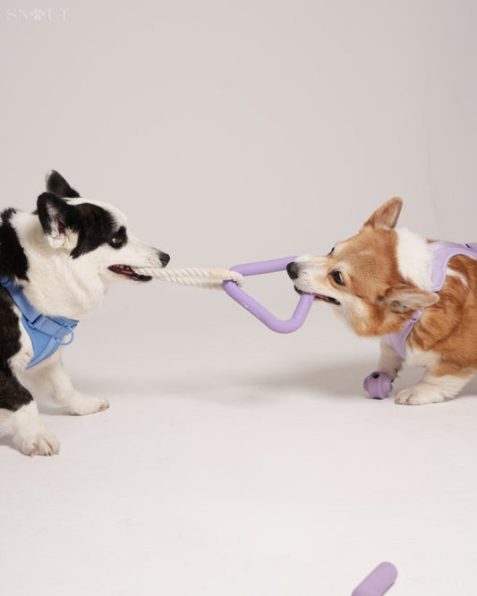 Hondenspeelset met Triangle Rope en Twisty Ball – Interactief Spel voor Honden - Hebbr