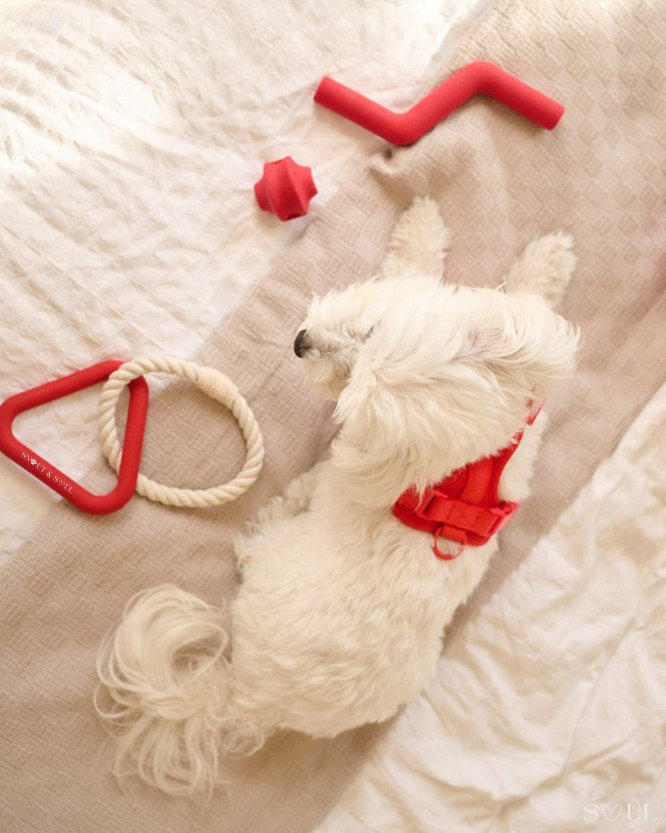 Hondenspeelset met Triangle Rope en Twisty Ball – Interactief Spel voor Honden - Hebbr