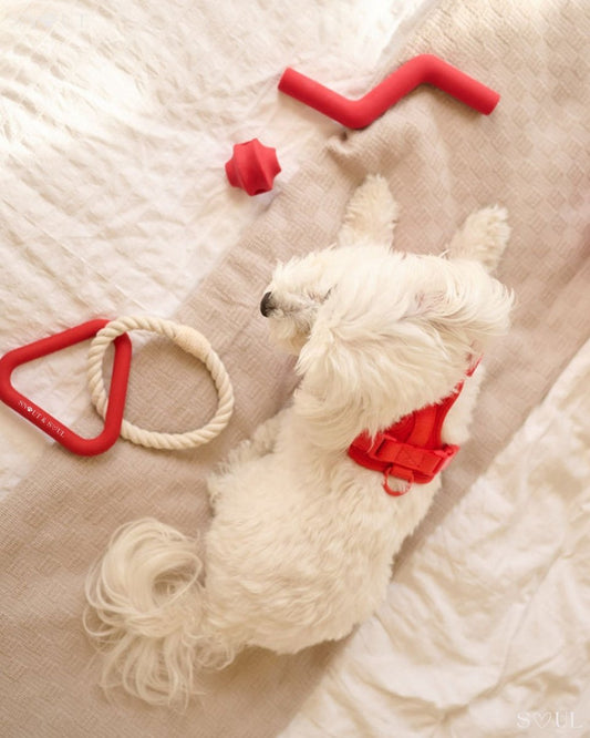 Hondenspeelset met Triangle Rope en Twisty Ball – Interactief Spel voor Honden - Hebbr