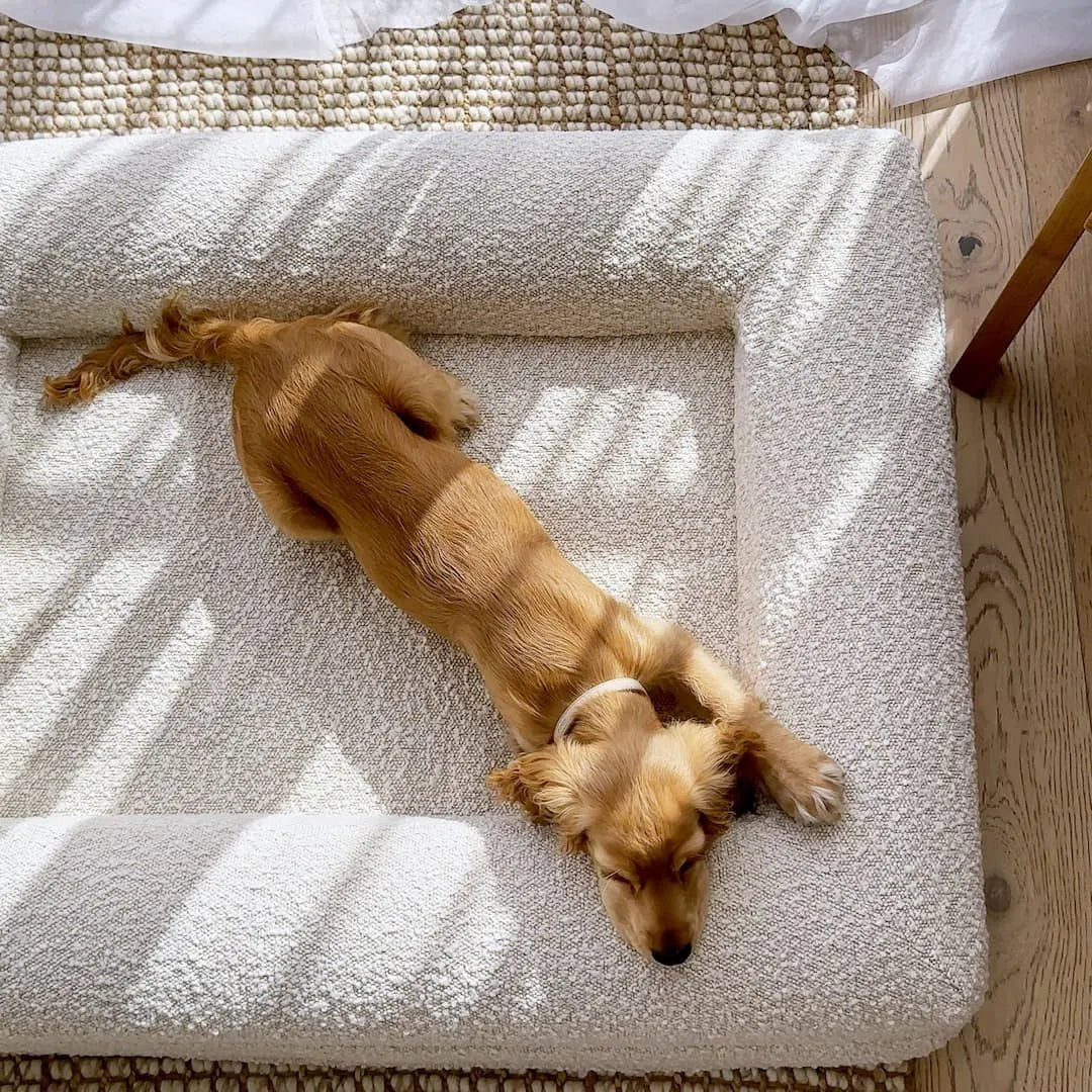 Orthopedisch Hondenkussen Voor grote en kleine honden - Luxe Memory Foam, Wasbaar, Wit - Hebbr