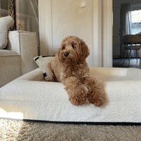 Orthopedisch Hondenkussen Voor grote en kleine honden - Luxe Memory Foam, Wasbaar, Wit - Hebbr