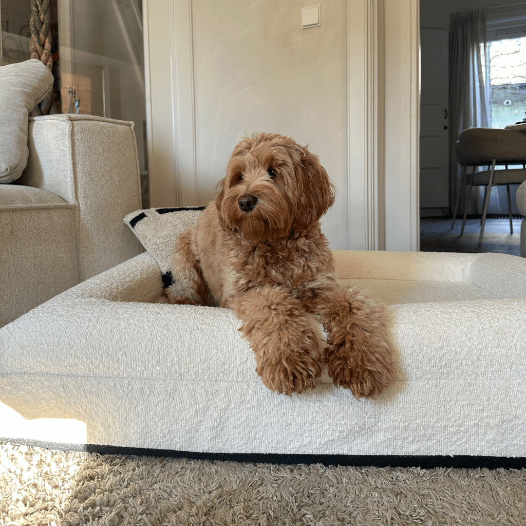 Orthopedisch Hondenkussen Voor grote en kleine honden - Luxe Memory Foam, Wasbaar, Wit - Hebbr