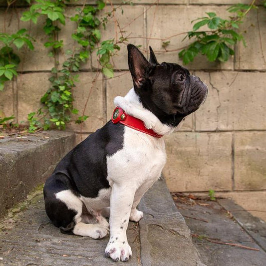 Premium AirTag Lederhalsband voor Honden - Waterdicht, Verstelbaar en Veilig - Hebbr