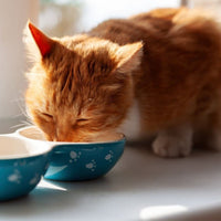 Premium Kat - Adult - Hebbr