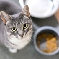 Premium Kat dieet - Hebbr