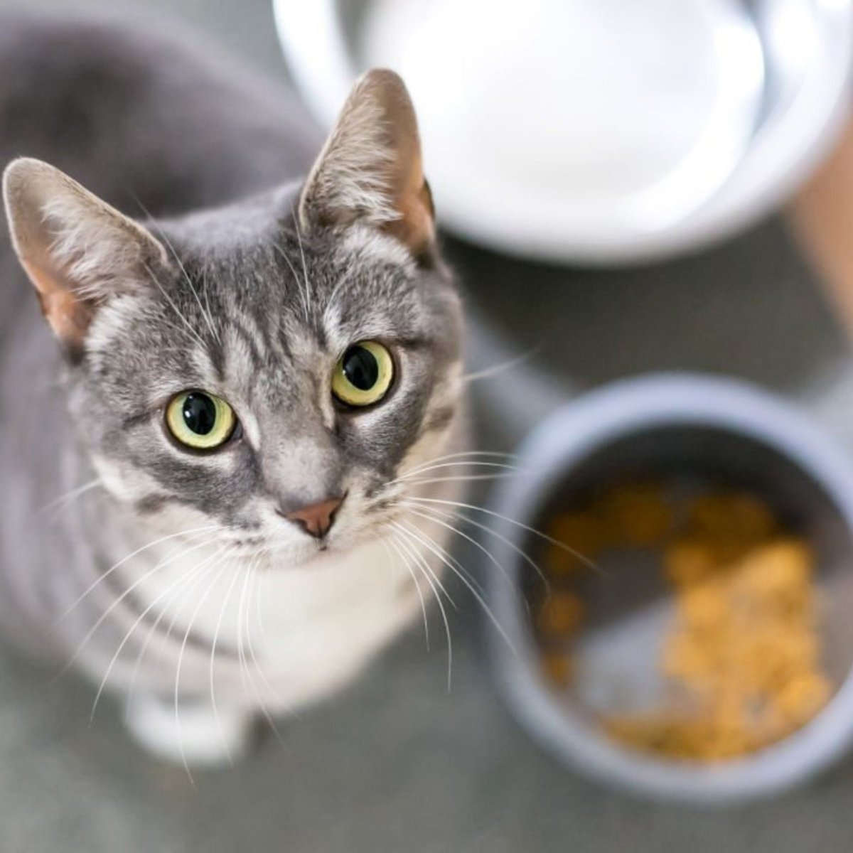 Premium Kat dieet - Hebbr