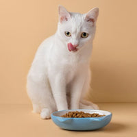 Premium Kat Graanvrij Kip - Adult - Hebbr