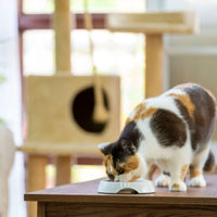 Premium Kat Graanvrij Zalm - Adult - Hebbr