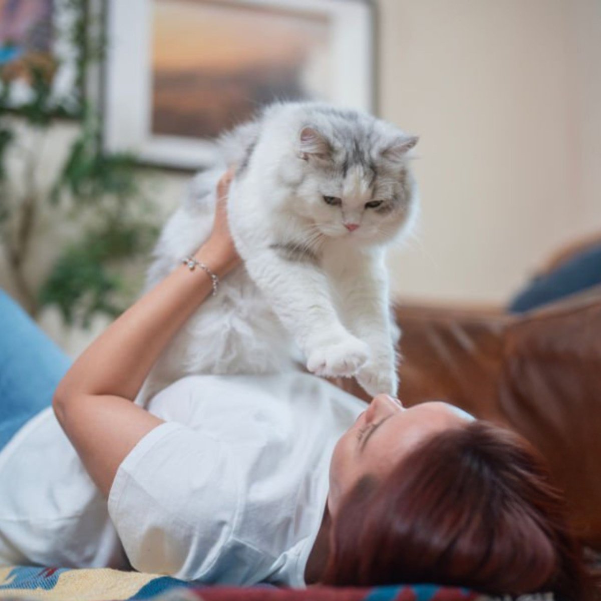 Premium Kat groot (XL) - Adult - Hebbr