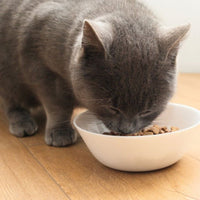 Premium Kat groot (XL) - Adult - Hebbr