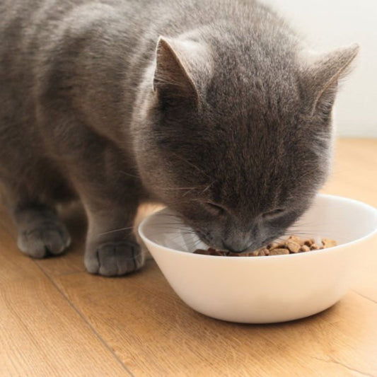 Premium Kat groot (XL) Premium - Adult - Hebbr