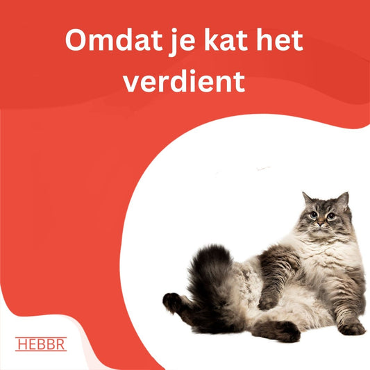 Premium Kat groot (XL) Premium - Adult - Hebbr