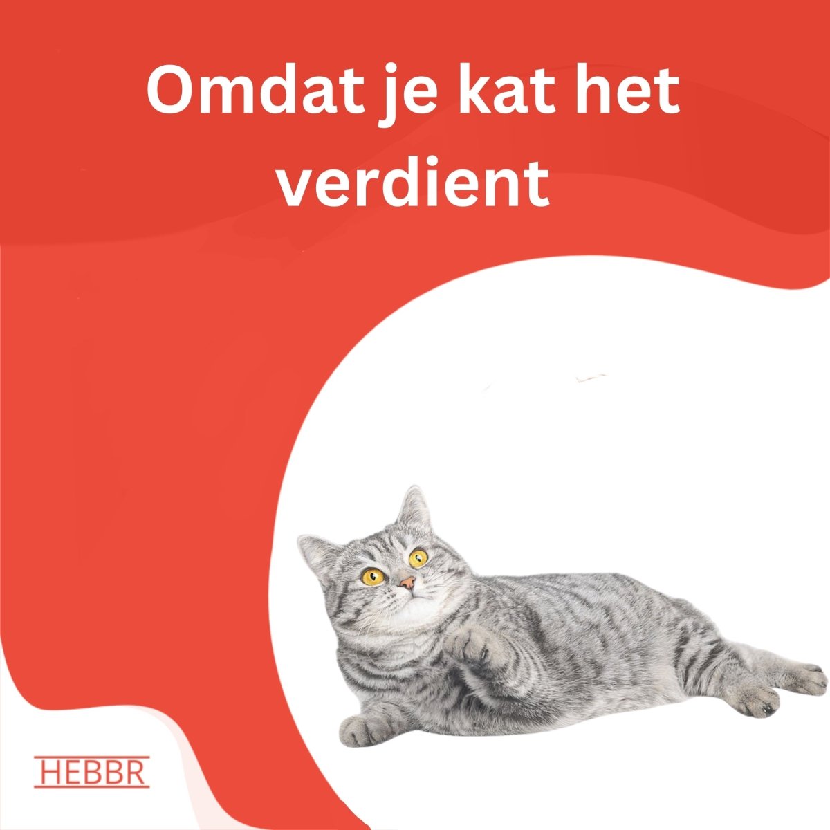 Premium Kat Premium - binnen - Adult - Hebbr