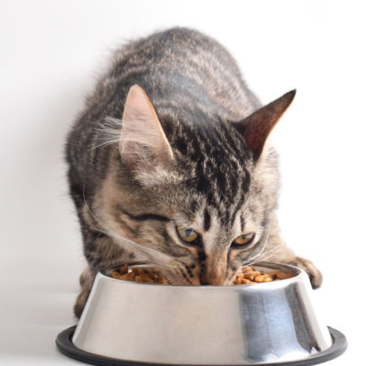 Premium Kat Senior - Hebbr