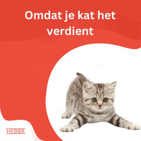 Premium Kitten - Hebbr