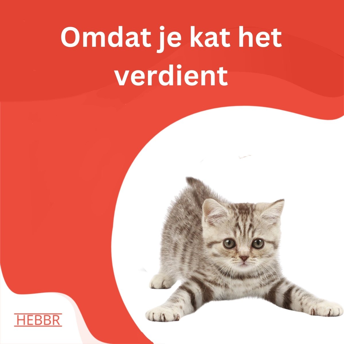 Premium Kitten - Hebbr