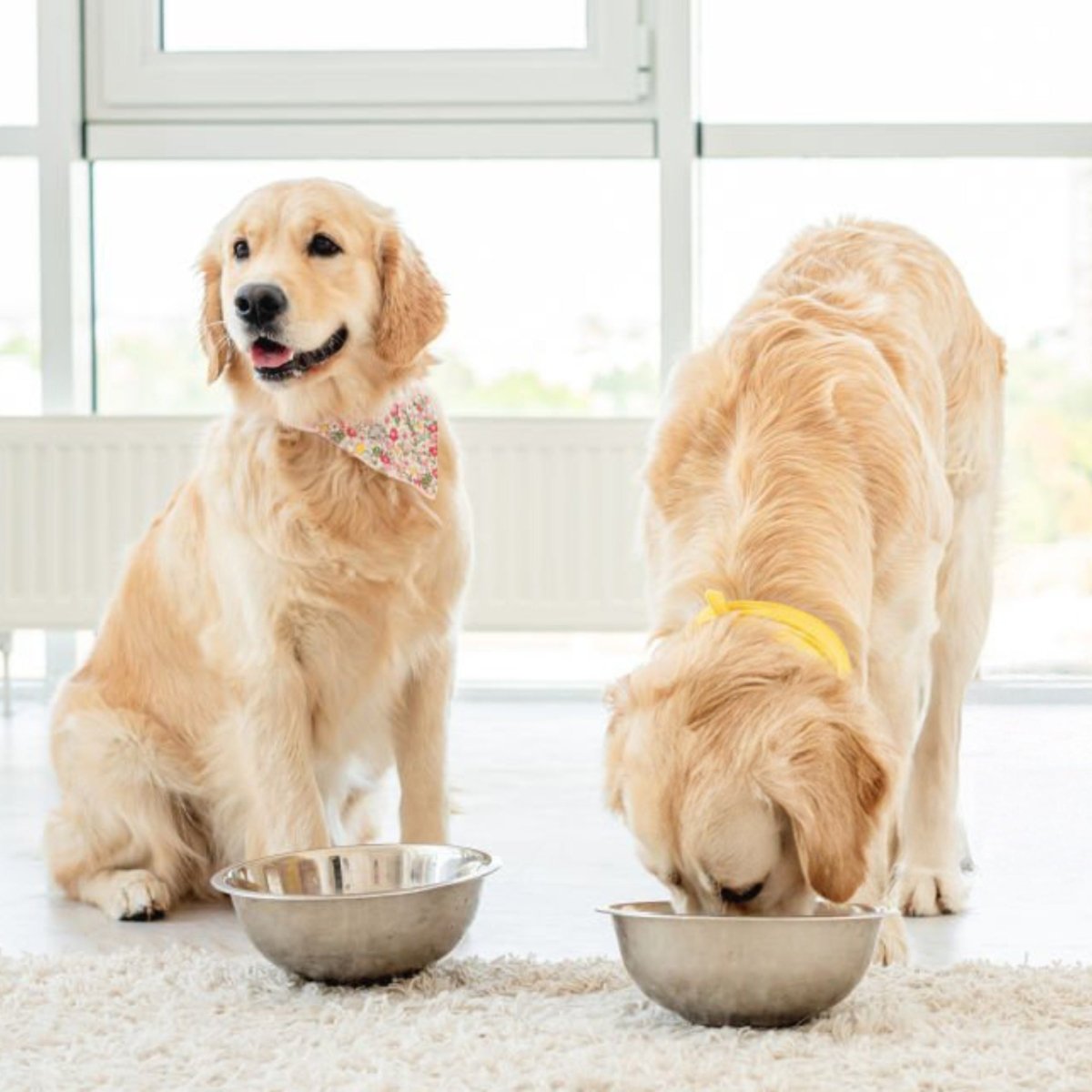 Premium lam & rijst - Adult - Hebbr