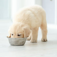 Premium puppy excellent geperst - Hebbr