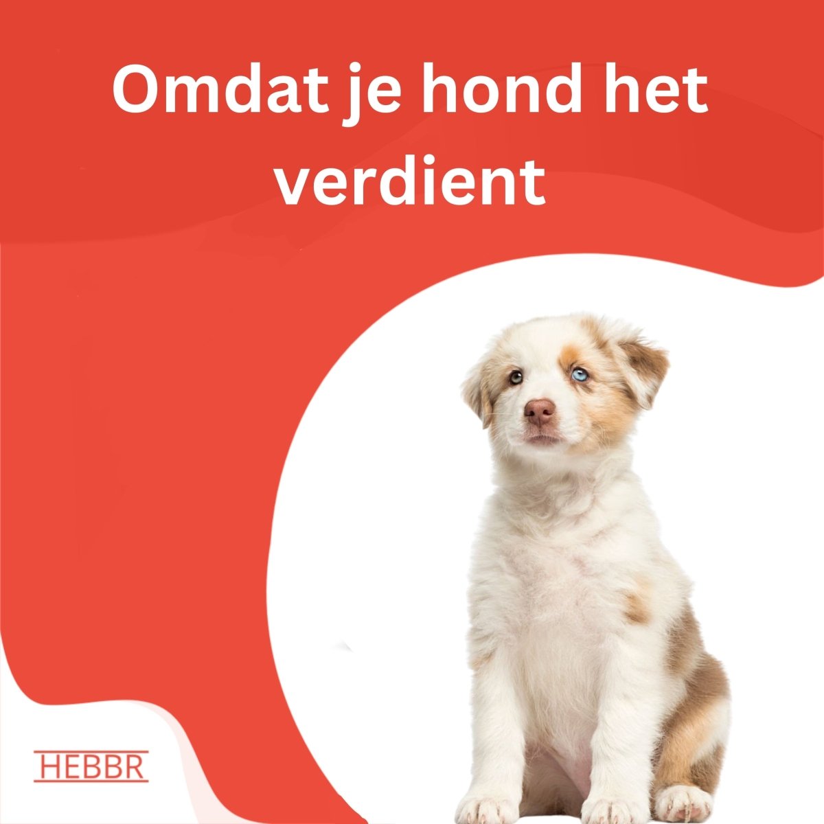 Premium puppy excellent geperst - Hebbr