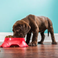 Premium Puppy grote ras Puppy & Junior - Hebbr