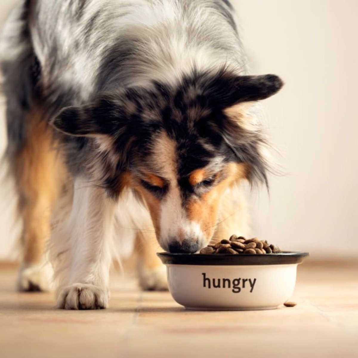 Super premium excellent actief en sport - Hebbr