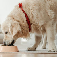 Super premium excellent energie en sport - Hebbr