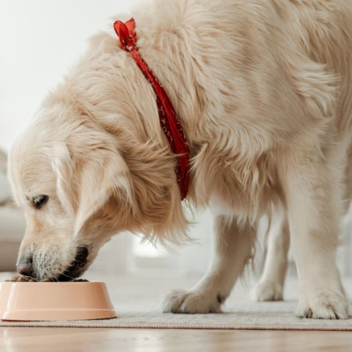 Super premium excellent energie en sport - Hebbr