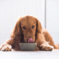 Super Premium Excellent Graanvrij lam & aardappel – geperst - Adult - Hebbr