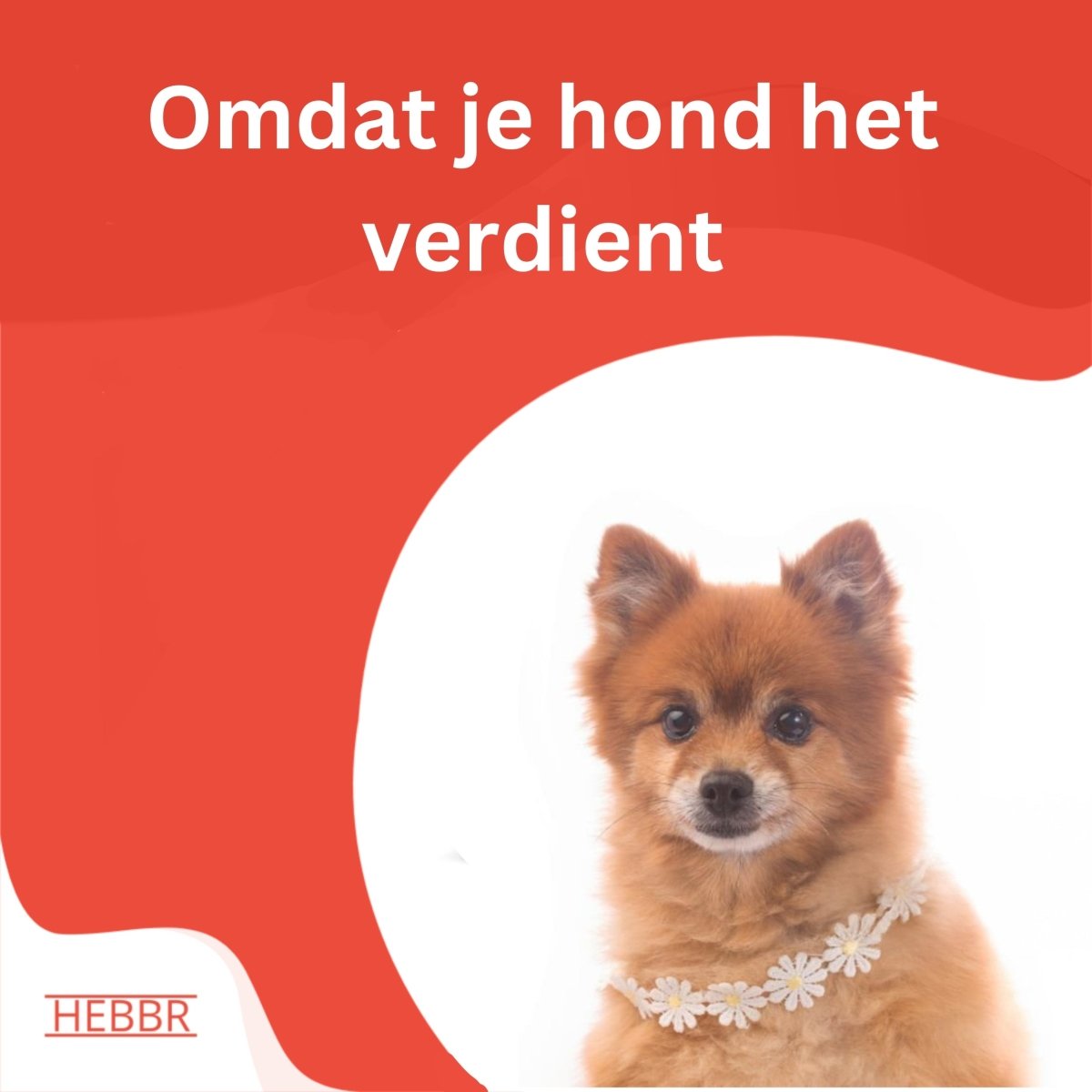 Super Premium Excellent Graanvrij Salmon & aardappel – geperst - Adult - Hebbr