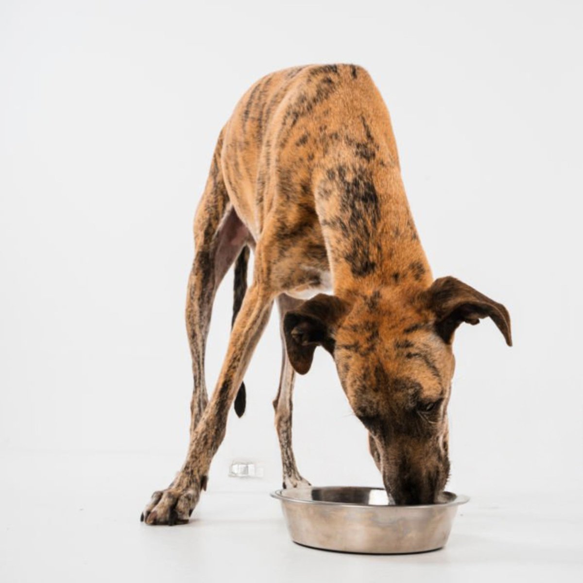 Super Premium Excellent lam & rijst Super Premium – geperst - Adult - Hebbr