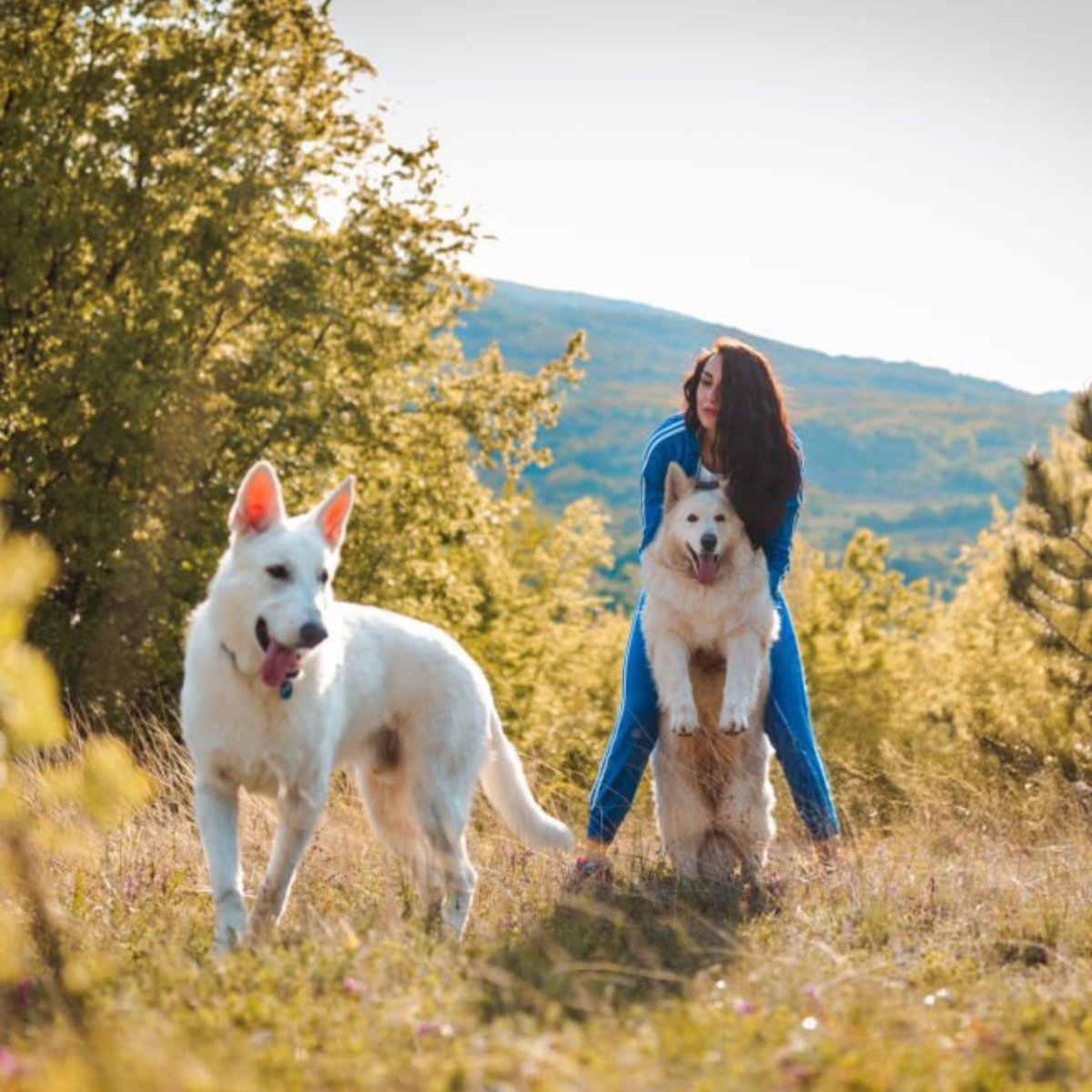 Super Premium Graanvrij lam & aardappel - Adult - Hebbr