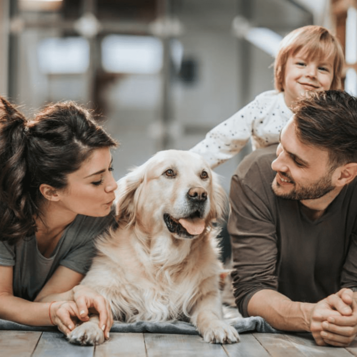 Super Premium kip & rijst - Adult - Hebbr