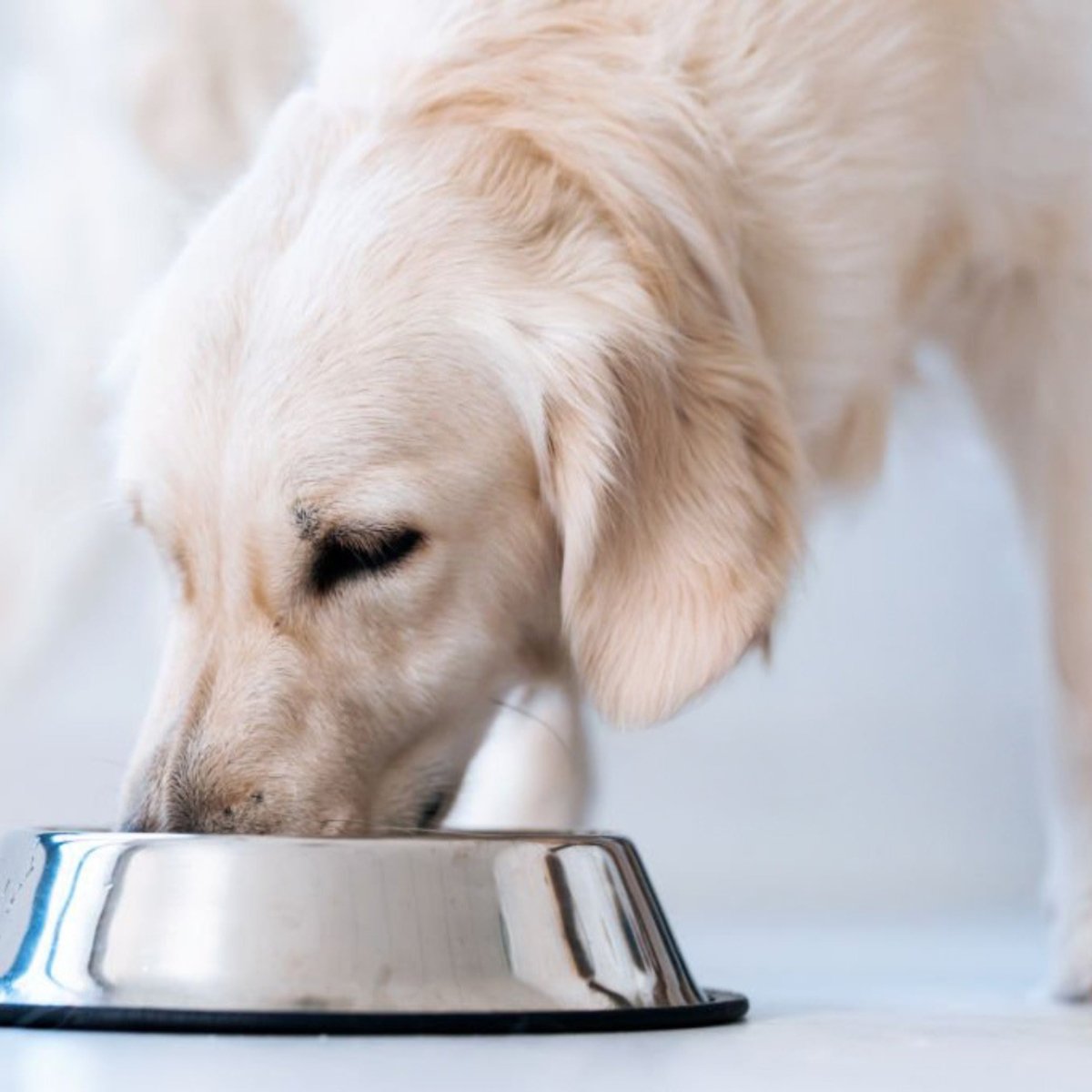 Super Premium lam & rijst - Adult - Hebbr