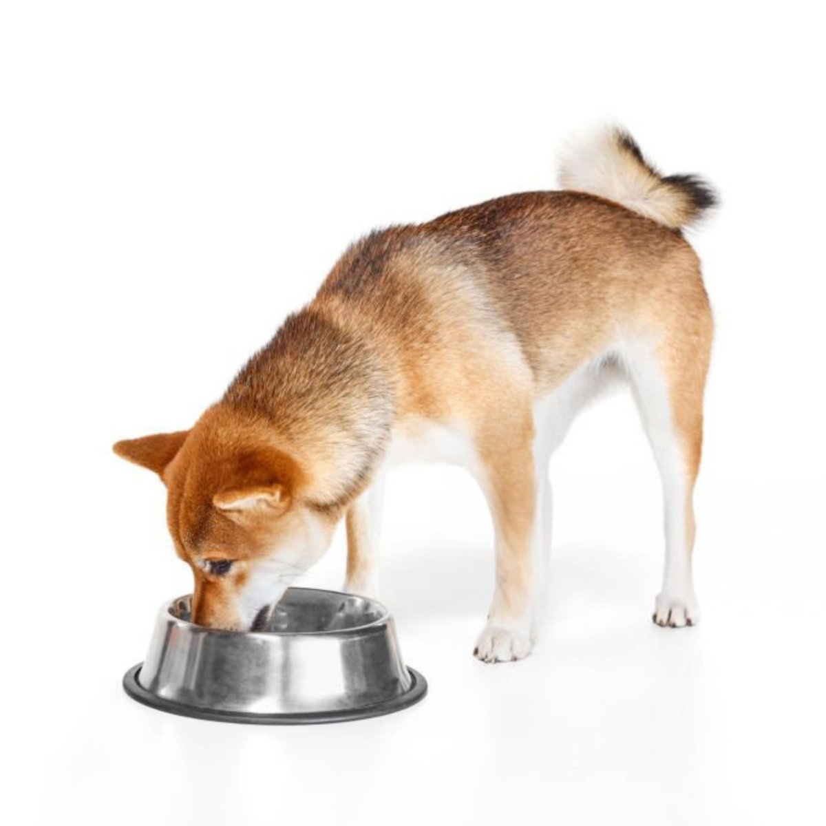 Super Premium puppy en Junior - Hebbr