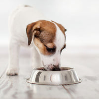 Super premium puppy excellent geperst - Hebbr